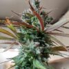 JINXPROOF GENETICS - GAME ON STRAIN - REG PHOTO - 12 PACK - Image 2