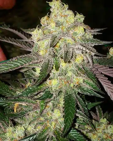 Cherry Gar-See-Ya R1 | Ethos Genetics | FEM Photoperiod Seeds