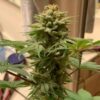 JINXPROOF GENETICS - OH SNAP STRAIN - REG PHOTO - 12 PACK - Image 9