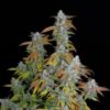 ROMULAN GENETICS - ROMULAN S1 STRAIN - FEM PHOTO - 6 PACK - Image 4