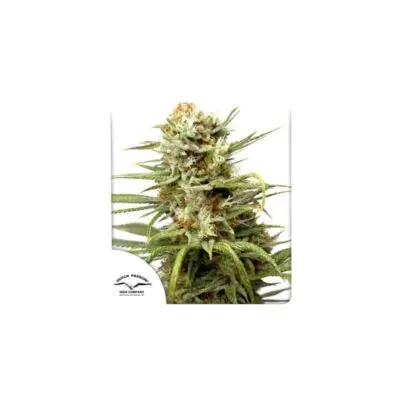 White Widow Auto | Dutch Passion | FEM Autoflower Seeds