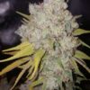 JINXPROOF GENETICS - 9LB HAMMER STRAIN - REG PHOTO - 12 PACK - Image 2