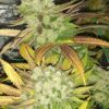 JINXPROOF GENETICS - HELL ON WHEELS STRAIN - REG PHOTO - 12 PACK - Image 3