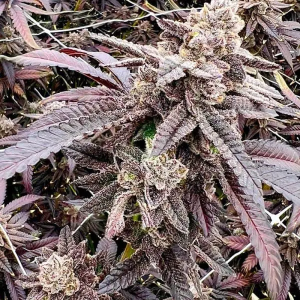 EXOTIC GENETIX - CHERRY BANG BANG STRAIN - FEM PHOTO - 6 PACK