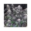 DUTCH PASSION - BUBBA ISLAND KUSH - FEM PHOTO - Image 2