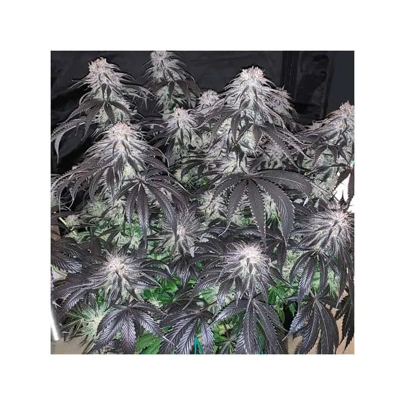 Bubba Island Kush