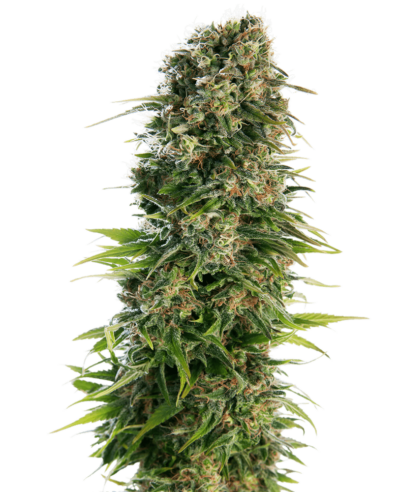 Image of a cannabis plant