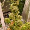 JINXPROOF GENETICS - HELL ON WHEELS STRAIN - REG PHOTO - 12 PACK - Image 6
