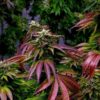 JINXPROOF GENETICS - WATERMELON HUSTLE STRAIN - REG PHOTO - 12 PACK - Image 5