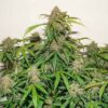 DUTCH PASSION - KEROSENE KRASH STRAIN - AUTO FEM - Image 2