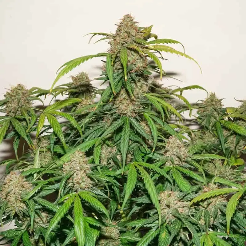 Kerosene Krash Auto