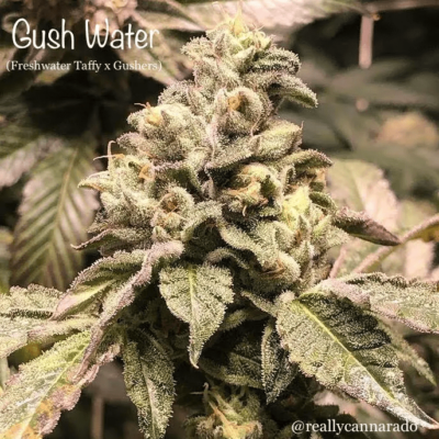 CANNARADO GENETICS - GUSH WATER STRAIN - FEM PHOTO - 6 PACK