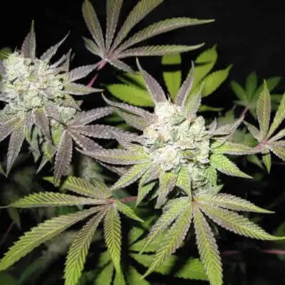 Tiramisu (Gold Collection) | Cali Connection | FEM Photoperiod Seeds