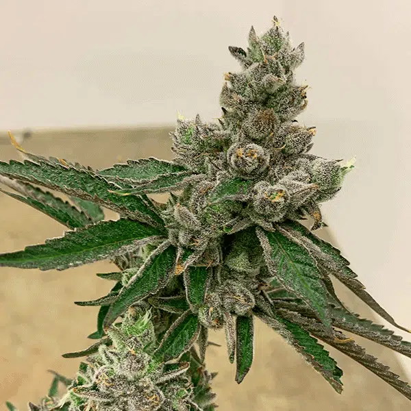 EXOTIC GENETIX - FUNKY CHARMS STRAIN - FEM PHOTO - 6 PACK