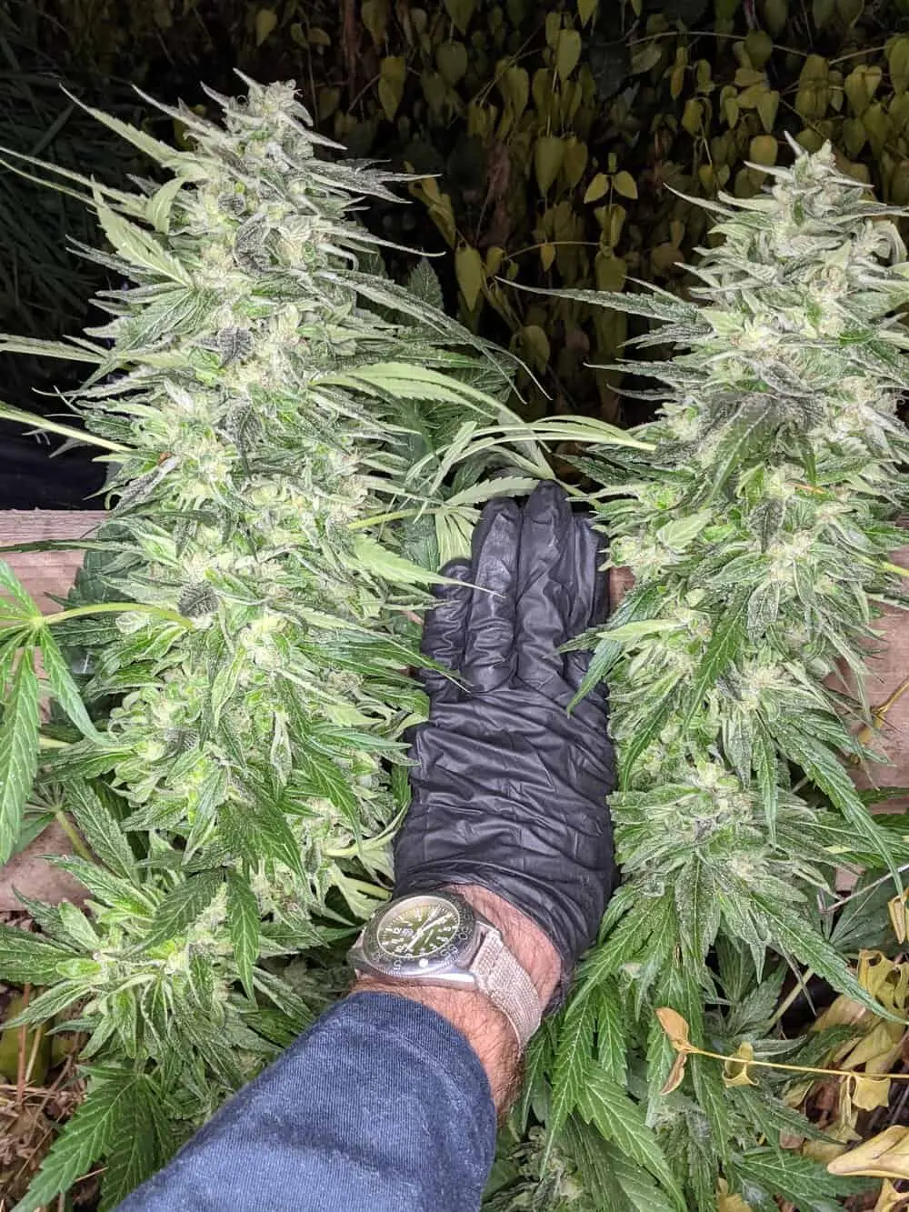 TWENTY20 MENDOCINO - SNOW-G STRAIN - FEM PHOTO