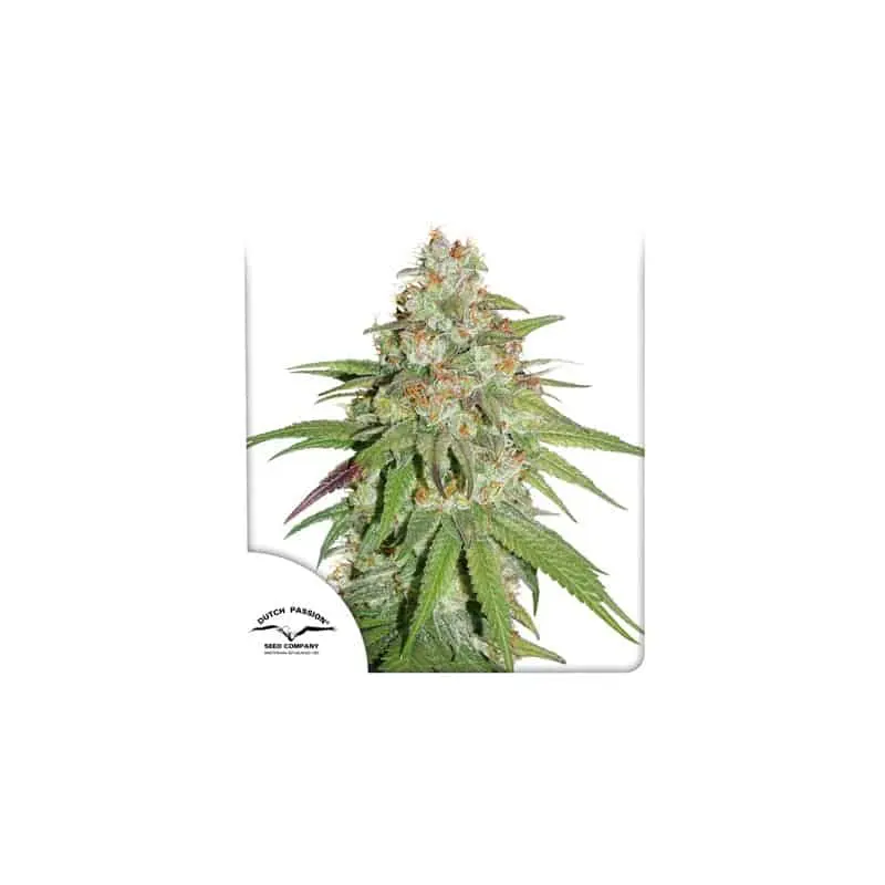 Glueberry OG | Dutch Passion | FEM Photoperiod Seeds