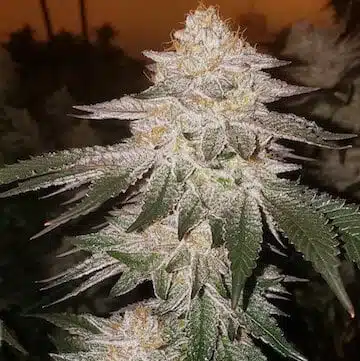 Pina Auto RBX2 | Ethos Genetics | FEM Autoflower Seeds