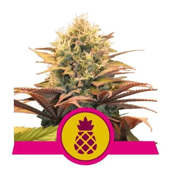 ROYAL QUEEN SEEDS - PINEAPPLE KUSH STRAIN - FEM PHOTO