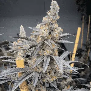 SOLFIRE GARDENS - MIAMI MAMI STRAIN - FEM PHOTO