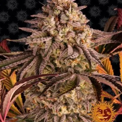 Blue Sunset Sherbert | Barney's Farm | FEM Photoperiod Seeds