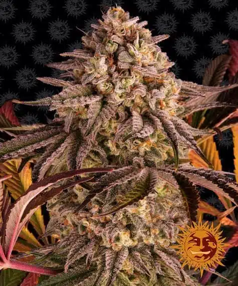 Blue Sunset Sherbert | Barney's Farm | FEM Photoperiod Seeds