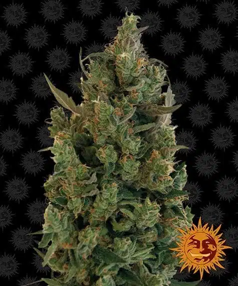 Blueberry Cheese Auto | Barney's Farm | FEM Autoflower Seeds