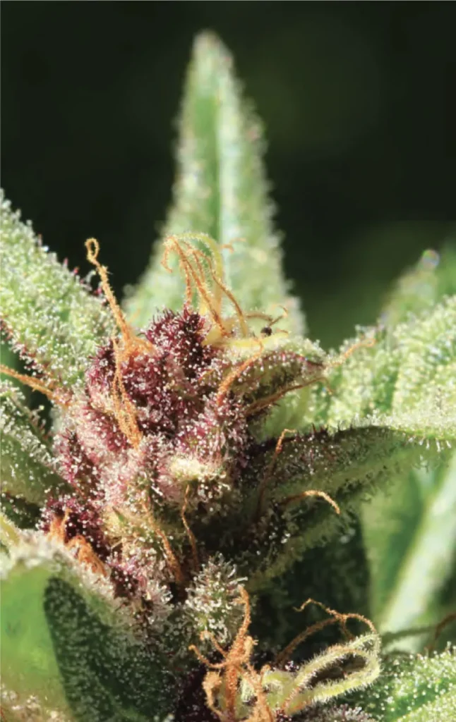 Royal Highness | Humboldt Seed Co | FEM Photoperiod Seeds