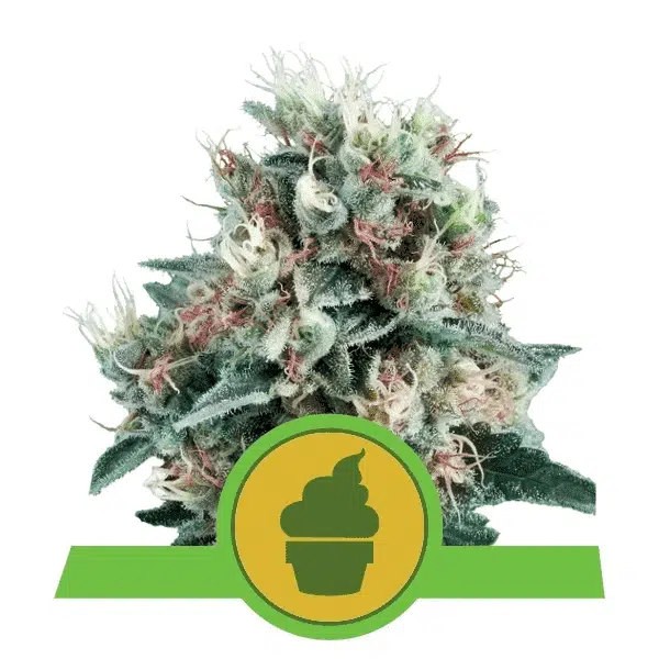 ROYAL QUEEN SEEDS - ROYAL CREAMATIC STRAIN - FEM AUTO