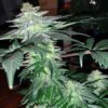 JINXPROOF GENETICS - OH SNAP STRAIN - REG PHOTO - 12 PACK - Image 2
