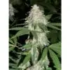 9f8225 Mv2