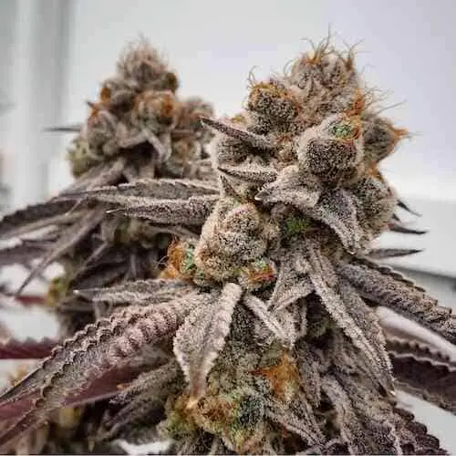 Big Detroit Energy R1 | Ethos Genetics | FEM Photoperiod Seeds