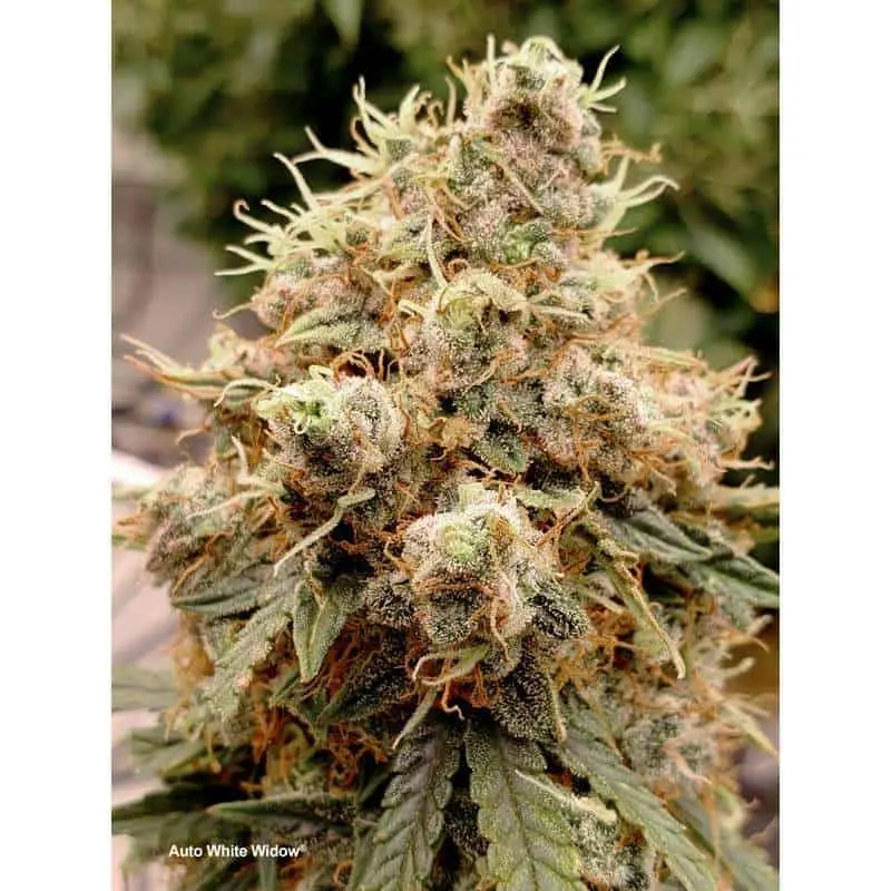 White Widow Auto