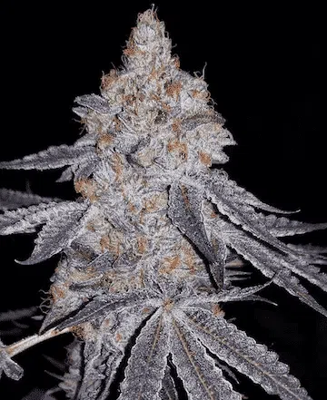 Banana Daddy R1 | Ethos Genetics | FEM Photoperiod Seeds