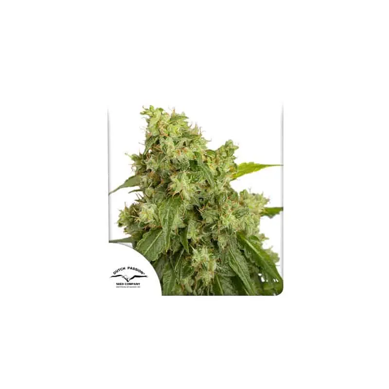 Xtreme Auto | Dutch Passion | FEM Autoflower Seeds