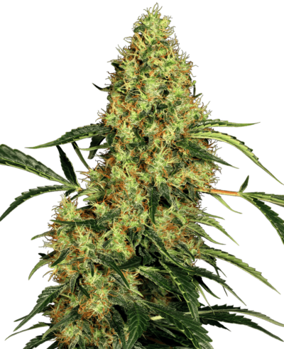 Image of a cannabis plant