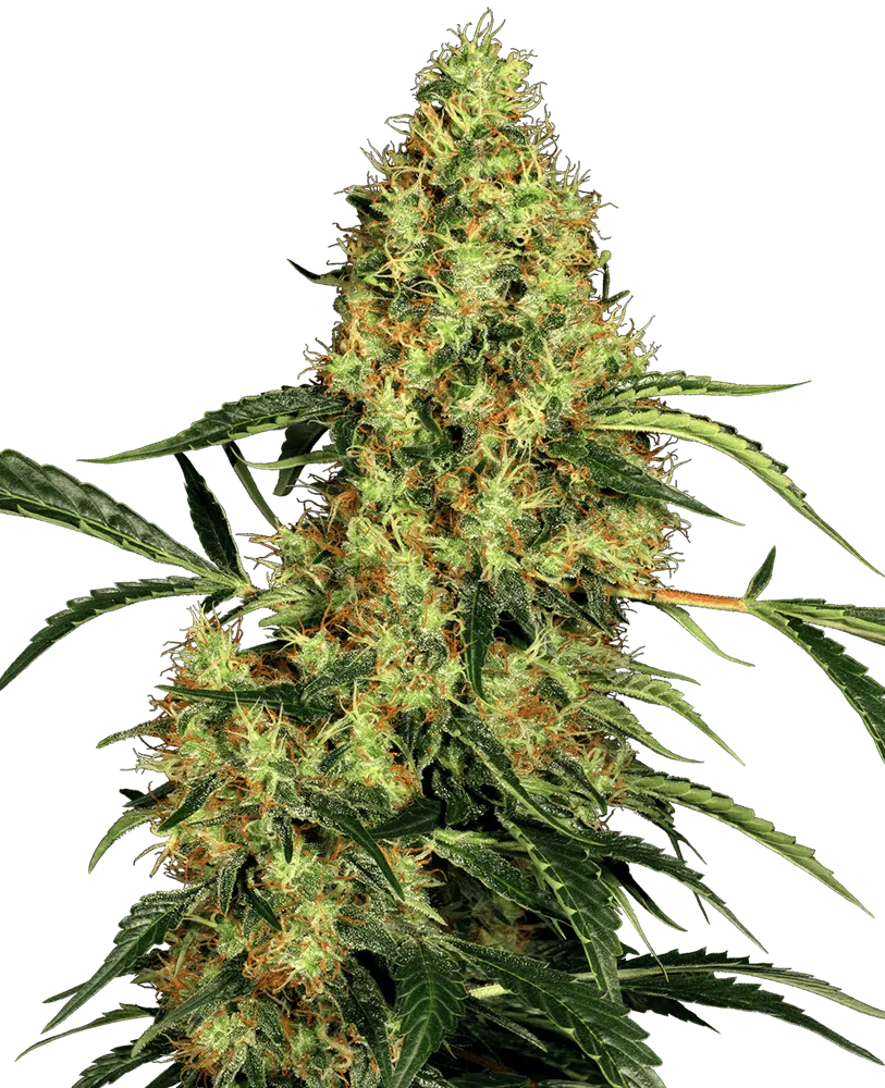 Image of a cannabis plant