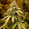 JINXPROOF GENETICS - WATERMELON HUSTLE STRAIN - REG PHOTO - 12 PACK - Image 9