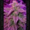 MEPHISTO GENETICS - TOP 2 BEST SELLERS BUNDLE (DG/SS) - AUTO FEM - Image 2