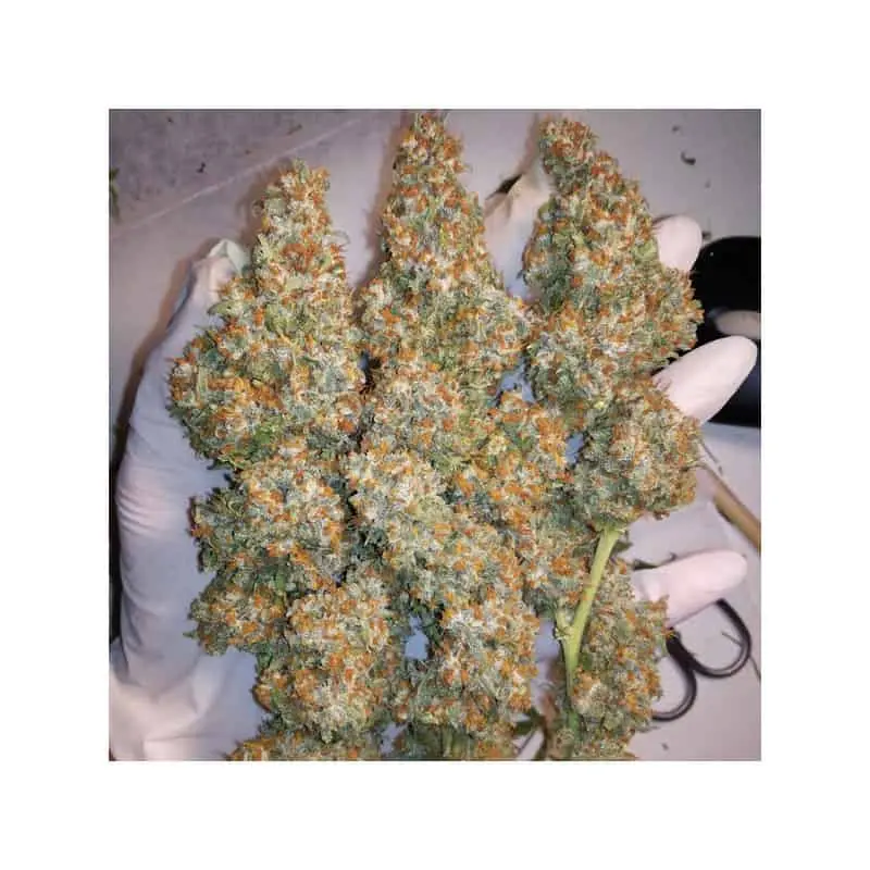 Orange Hill Special