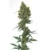 9f8225 Mv2