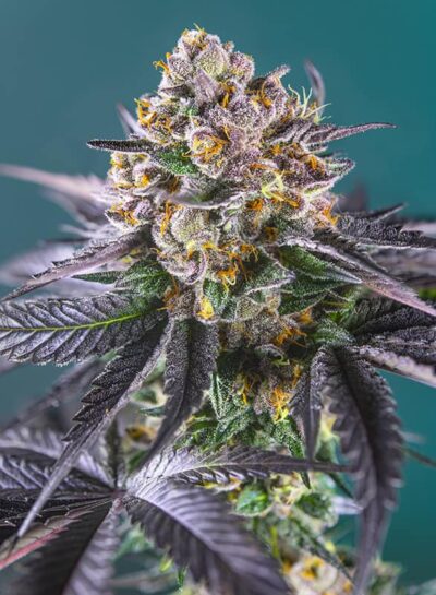 SWEET SEEDS - RED STRAWBERRY BANANA STRAIN - AUTO FEM