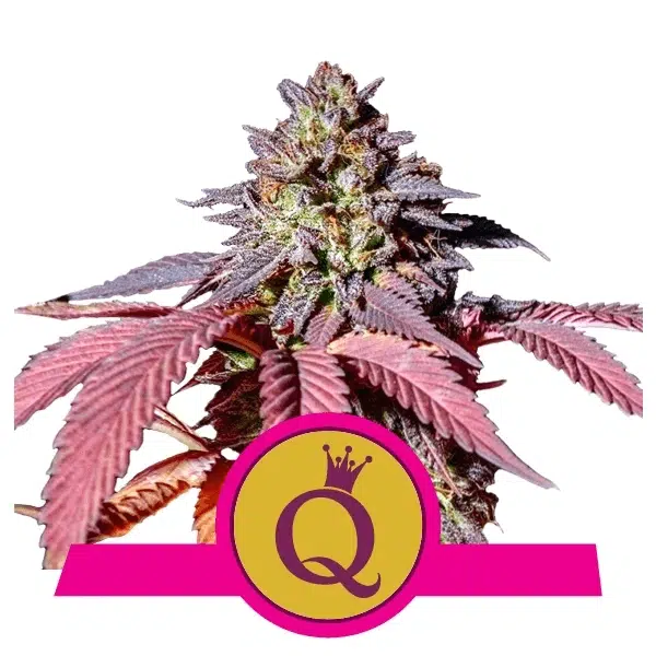 ROYAL QUEEN SEEDS - PURPLE QUEEN STRAIN - FEM PHOTO