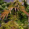 JINXPROOF GENETICS - WATERMELON HUSTLE STRAIN - REG PHOTO - 12 PACK - Image 10