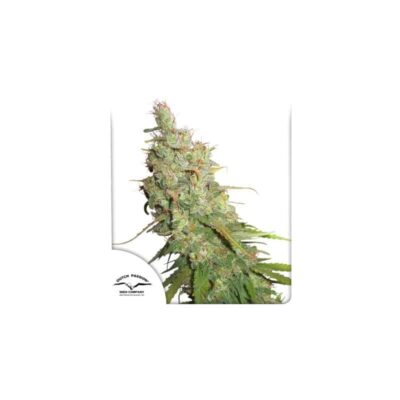 DUTCH PASSION - DESFRAN - AUTO FEM