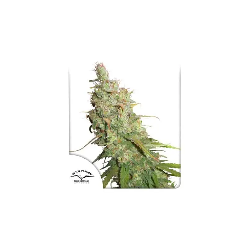 Desfran Auto | Dutch Passion | FEM Autoflower Seeds