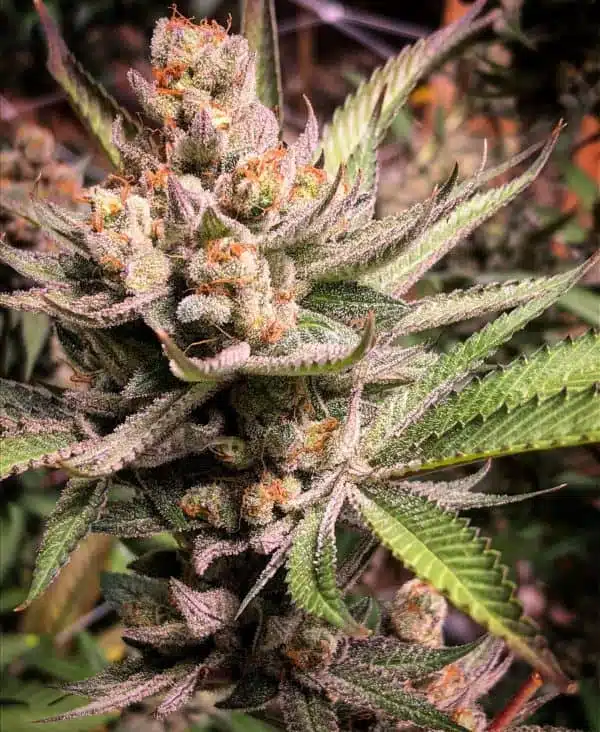 SOLFIRE GARDENS - THE GET DOWN STRAIN - REG PHOTO - 12 PACK