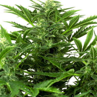 Image of a cannabis plant