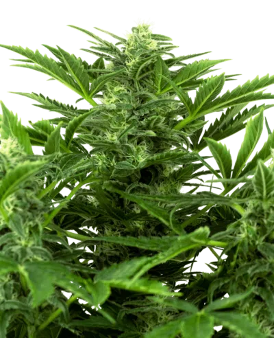 Image of a cannabis plant