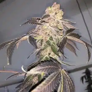MOSCA SEEDS - BISKIT STRAIN - FEM PHOTO - 8 PACK