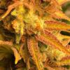 JINXPROOF GENETICS - PROBLEM CHILD F2 STRAIN - REG PHOTO - 12 PACK - Image 2
